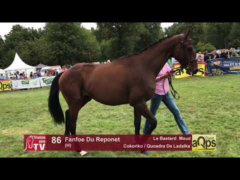 Show AQPS Lion 2017 : Lot 86 - Fanfoe Du Reponet