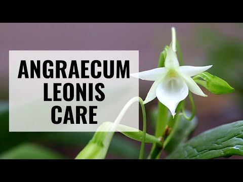 Angraecum leonis Orchid Care || #CareCollab