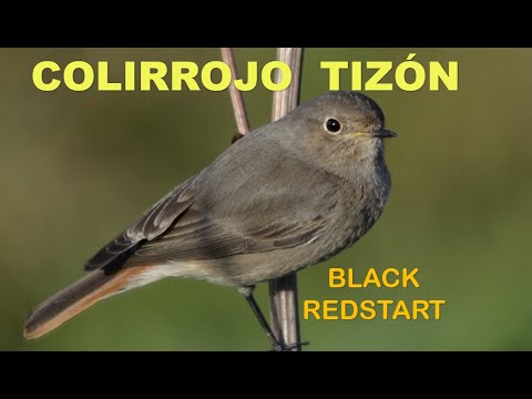 COLIRROJO TIZÓN | BLACK REDSTART | Phoenicurus o