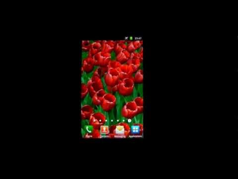 Red Tulips Live Wallpaper HD Video