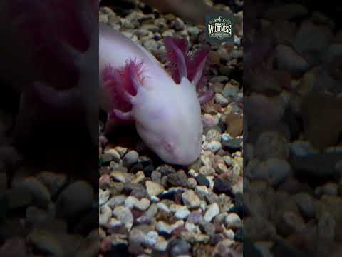 Amazing Sea Creatures | Ocean Discovery | Brave Wildernes, #shorts #oceandiscovery, #discovery