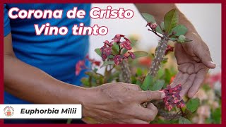 Corona de Cristo de colección. Te presento la llamada Vino tinto