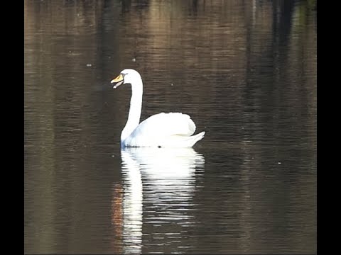 Łabędź niemy, a jednak woła