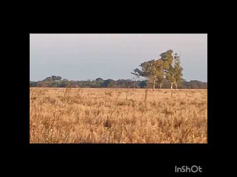 Galgos de mí Pueblo. Calchaquí. Santa Fe
