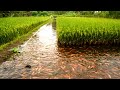 MINA PADI SYSTEM A COMBINATION OF RICE FIELDS AND FISH CULTIVATION THAT IS PROFITABLE FOR FARMERS