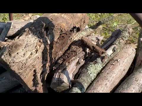 Wood Pile Infested with Subterranean Termites in Oceanport, NJ