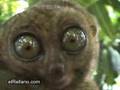 Lemur THX Wmv