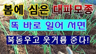 [텃밭농부. 1,023]  4월에 심은 대파모종 북돋우고 웃거름은 이렇게!