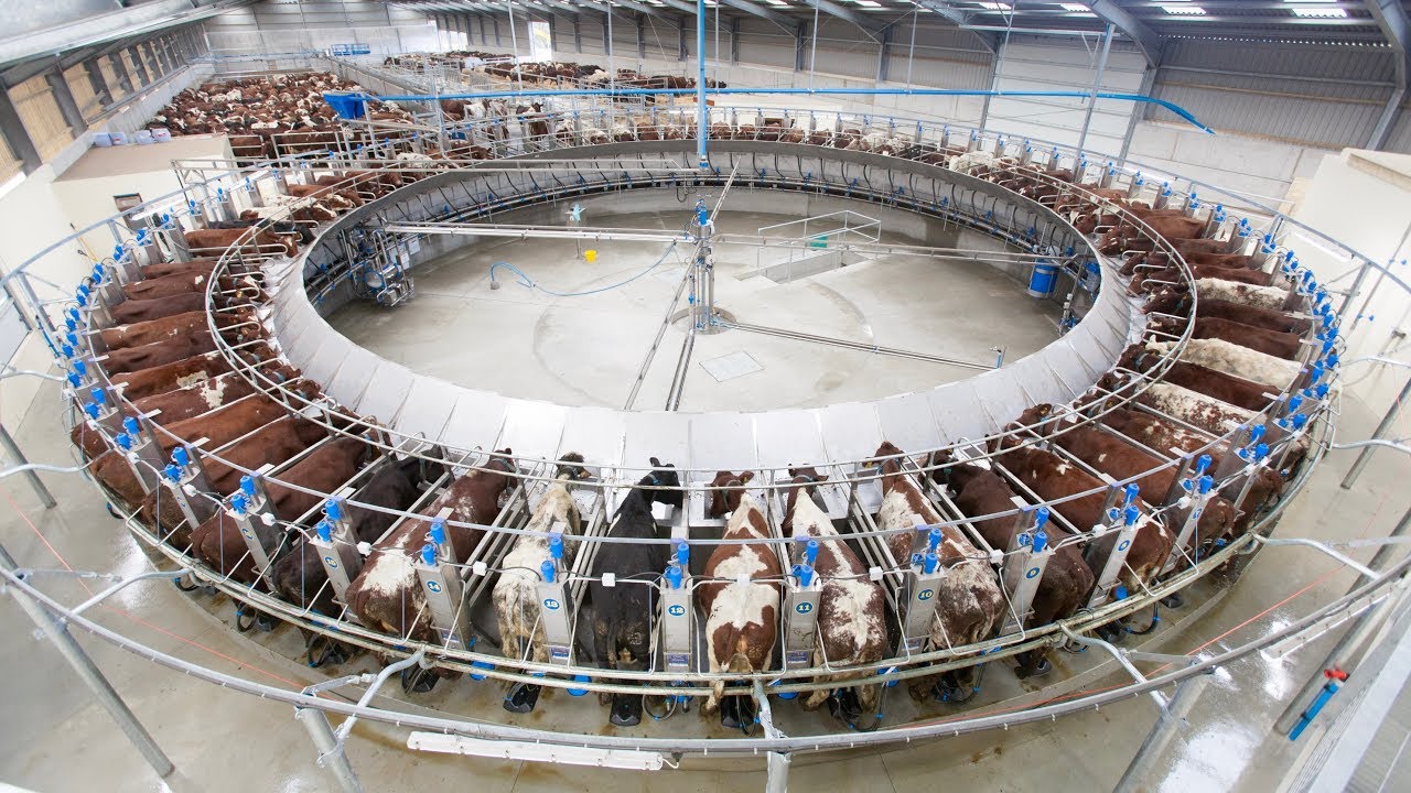 Ферма Сеймона Томаса в Великобритании – Пример современного животноводства