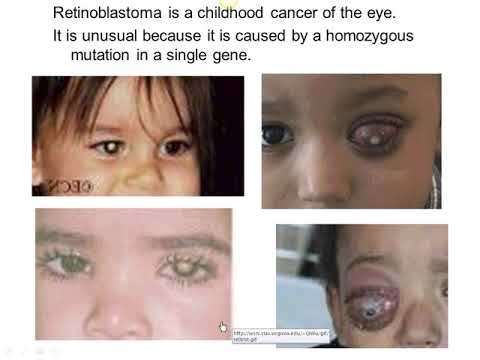 Genetics Chapter 16 Part 1 Captivate