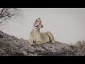 Lioness On Anthill In The Okavango Delta Botswana 4K Clip