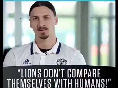 lions don't compare themselves with humans Ibrahimović motivational