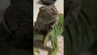 This Iguana Has A Very Dedicated Cat Fan Club | The Dodo
