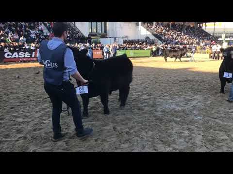 Filas Angus en hembras Palermo 2019