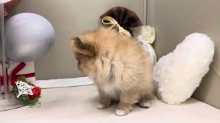 ハーフ犬の動画01