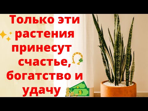 , title : 'ОБЯЗАТЕЛЬНО ПОСТАВЬТЕ ЭТИ ЦВЕТЫ В ДОМЕ! Растения, которые приносят удачу, счастье и богатство!'