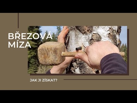 BŘEZOVÁ MÍZA - ten pravý jarní detox. Jak ji získáme?