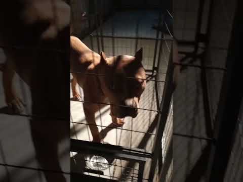 Meet EastBayBullz'Bigg Redd'Of Da"NoFlyZone Bulls"8Months Old Red Merle Male #new #xlbully #bigred💯🐂