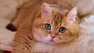 which of these is the garfield cat real breed