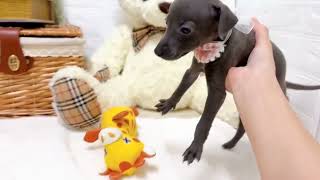 イタリアングレーハウンドの動画02