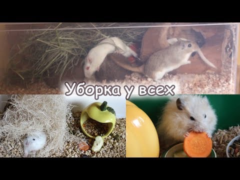 Уборка у хомяков и песчанок