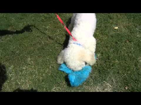 Captain G, an adopted Poodle in Houston, TX_image-1