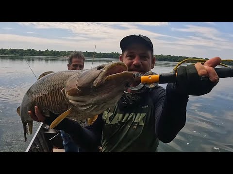 UM MONSTRO DO RIO JURUENA. 