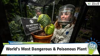 World’s Most Dangerous and Poisonous Plant