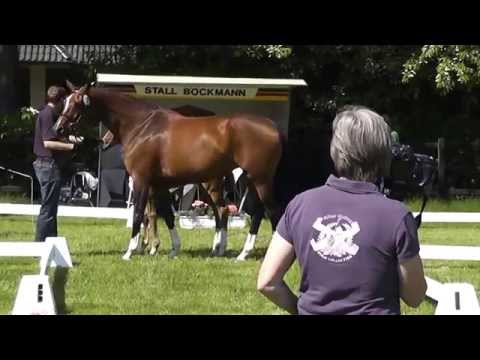 Finest Stutfohlen Finest - Florencio - Sion