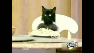 Parry Gripp - Spaghetti Cat
