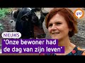 CHAOS in Varsseveld door ONTSNAPTE KOEIEN
