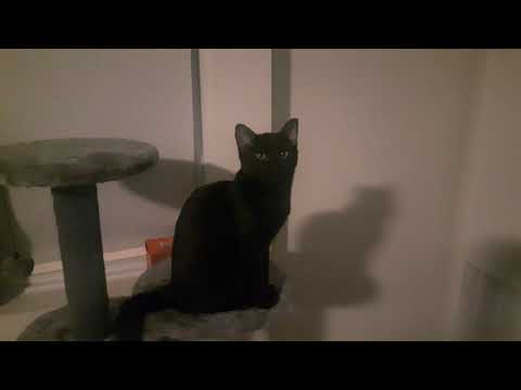 My cat Lucina reacting to her own video| cute/funny cat video