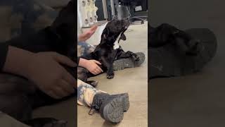 Video preview image #1 Basset Hound-Unknown Mix Puppy For Sale in Deepwater, NJ, USA