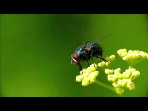 Gimbal & Sinan Housefly Vol. I (SINCINATY RECORDS)