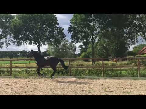 3 years old stallion by Kannan x Baltic