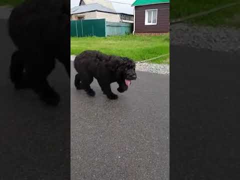 Schwarzer Russischer Terrier Welpe kaufen