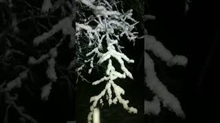 Download lagu Snowy Fluffy Branch (silent) mp3 Download lagu Snowy Fluffy Branch (silent) mp3