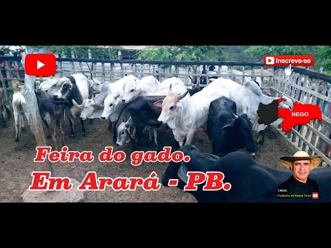 FEIRA DO GADO DE ARARÁ - PB A MAIOR DO AGRESTE PARAÍBANO. ✅13/10/2025✅
