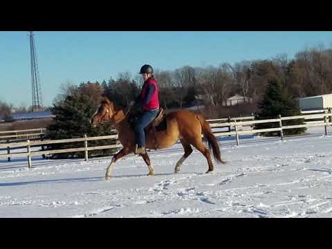 Aubrey, an adopted Paint / Pinto in Elkhart Lake, WI_image-1