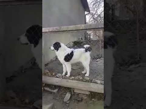 Ciobanesc de Bucovina 🐶 Miruna Femela 6 Luni 2020 🥈