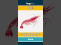 krill - tiny shrimp-like sea animals... video thumbnail