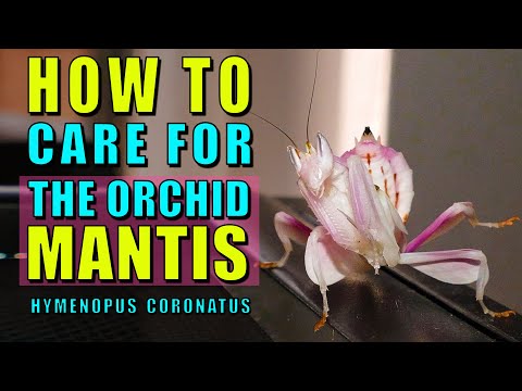 Hot to keep the Orchid Mantis - Hymenopus coronatus
