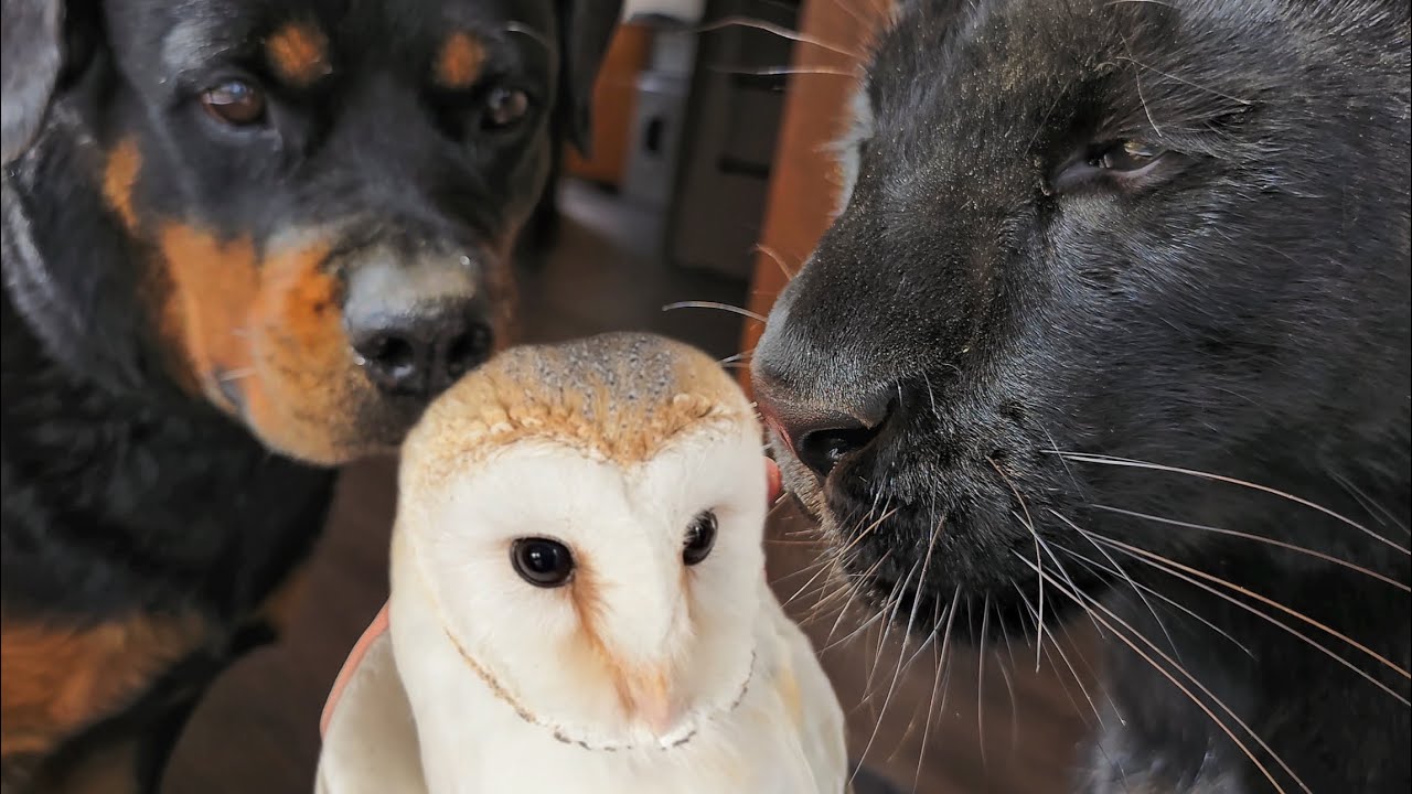 Tick ​​treatment, relocation of the owl with Luna the panther&Co. 😂(ENG SUB)