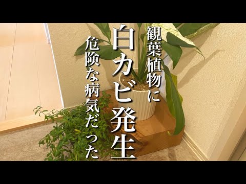 冬に観葉植物に発生する白カビとは？治療方法は？ 3つの効果的な解決策  庭園