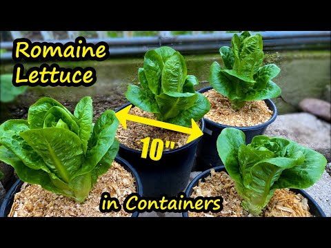 Growing Lettuce in Containers (Romaine Lettuce from Seed) Container Garden