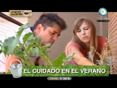 Cosecha de tomates (capítulo 26)