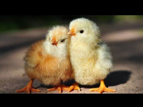 تربية الدجاج ؛كيف تتعامل مع الصيصان حديثة العهد