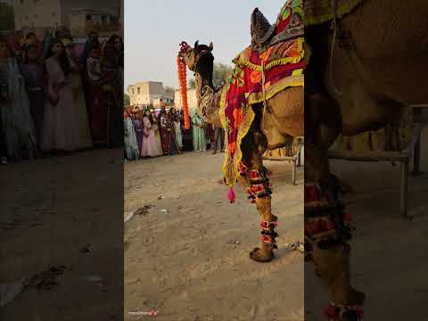 camel dance ###dancemusic ##viraldance ###dancesong ##viraldance ###camels