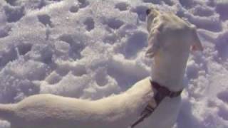 Dog Pulling Kid On Snowboard The Newest Sport
