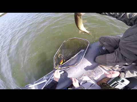 3kg haugi püük ja vabastamine - C&R